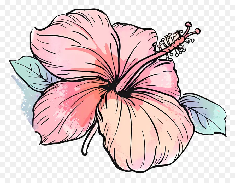 Hibiscus，Fleur D'hibiscus PNG