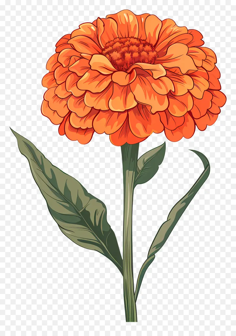 Marigold Orange，La Fleur D'oranger PNG