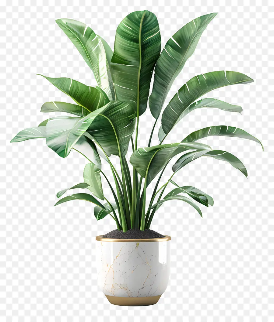 Plante Intérieure Tropicale，Plante D'intérieur PNG