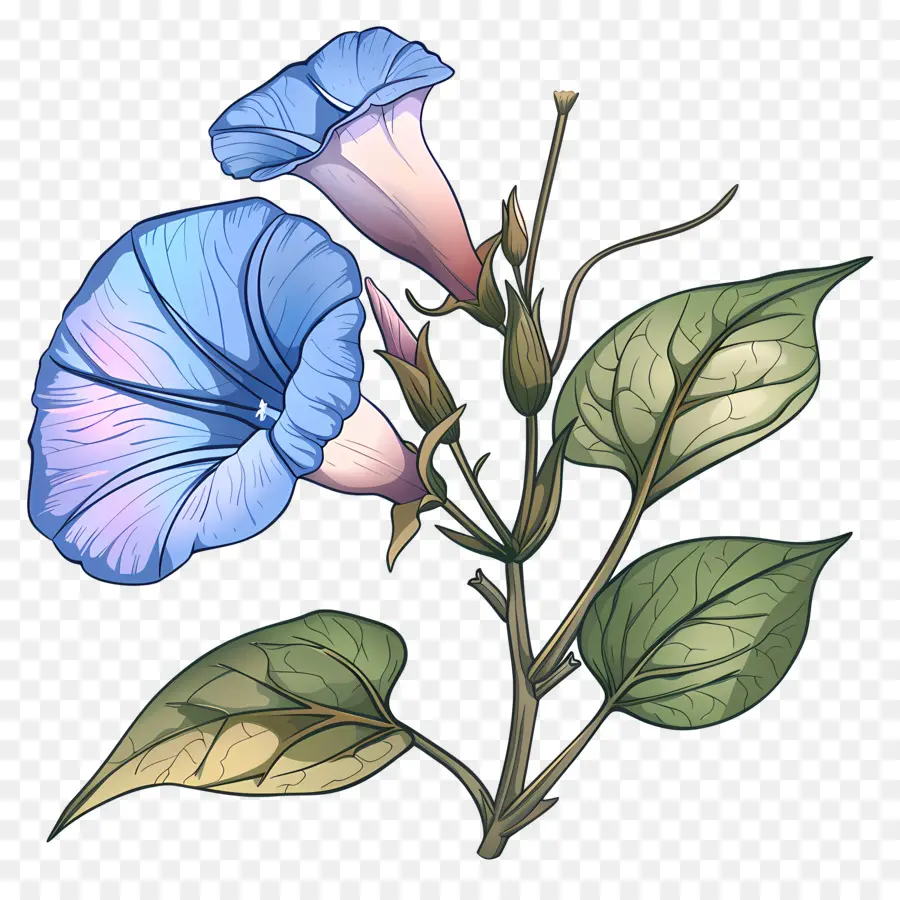 Fleur De Gloire Du Matin，Fleurs Bleues PNG