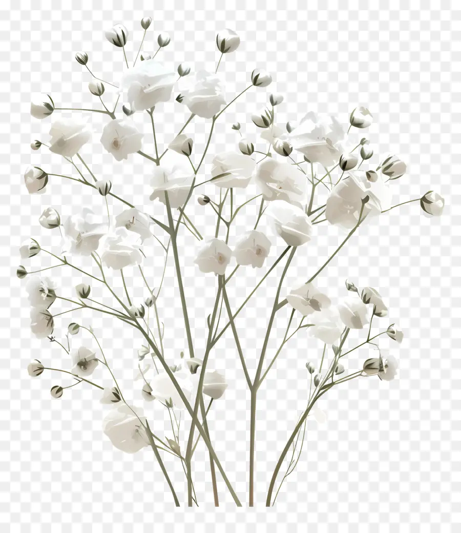 Bébé Souffle Fleur，Fleurs Blanches PNG