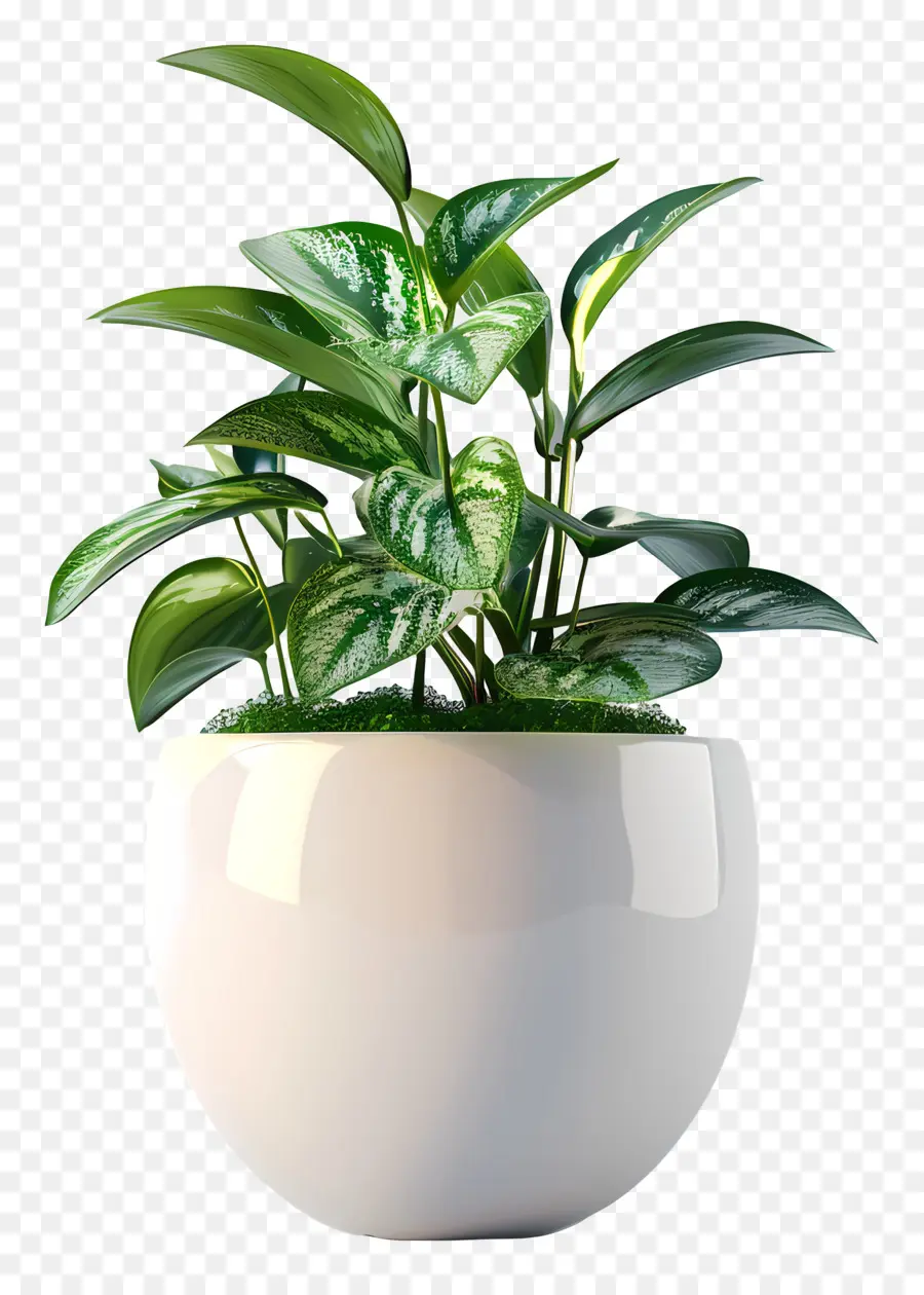 Petite Plante Intérieure，Pot De Fleur En Céramique PNG