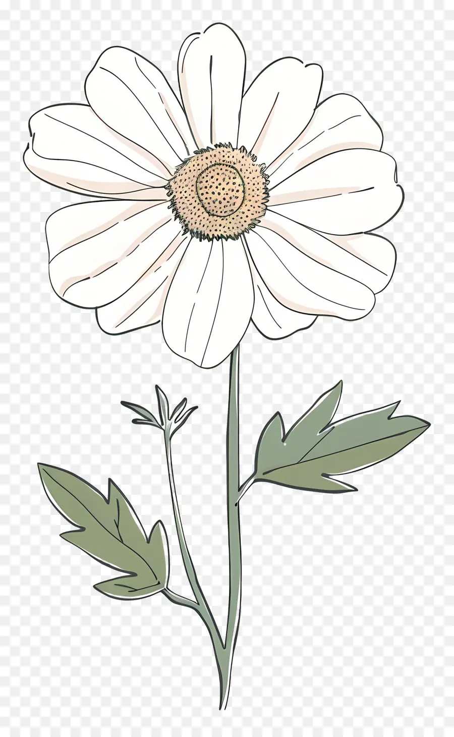 Fleur Blanche，Daisy Blanche PNG
