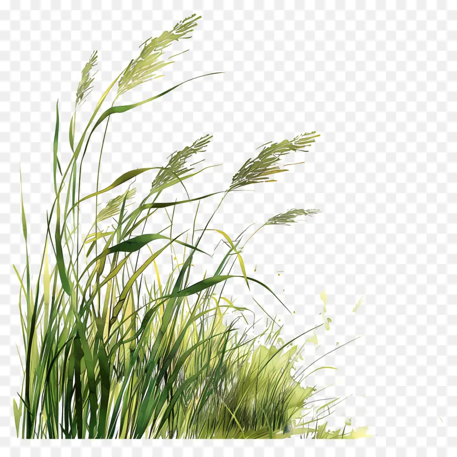 L'herbe Longue，Aquarelle Paysage PNG