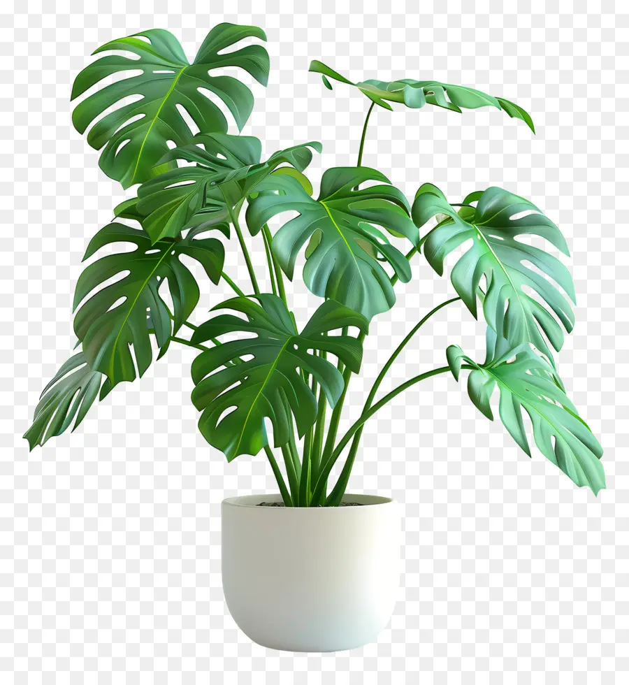 Plante D'intérieur Monstera，Plante En Pot PNG