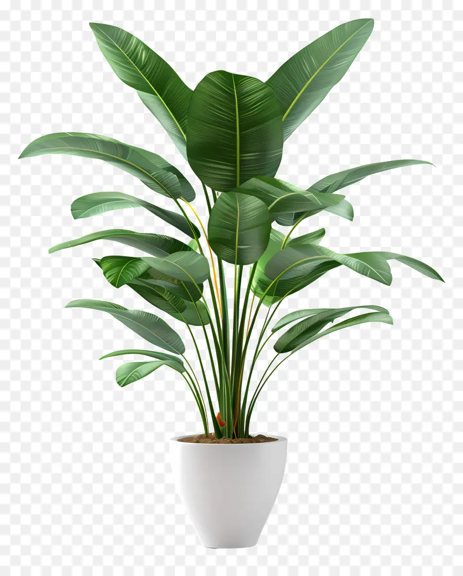 Grande Plante Intérieure，Plante En Pot PNG