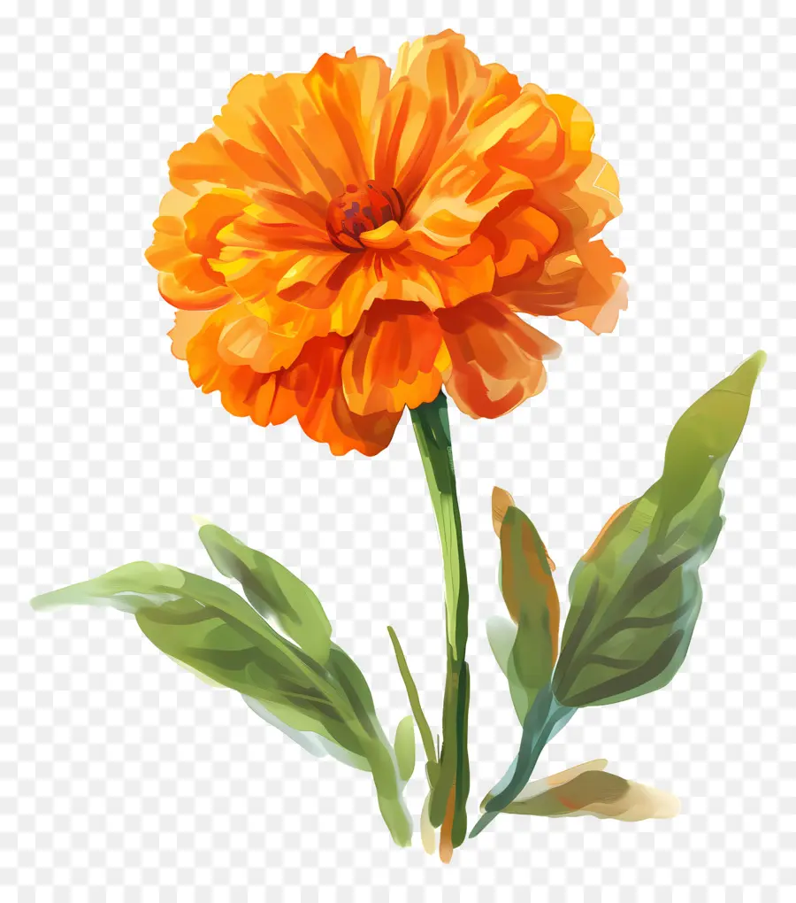 Marigold Orange，La Fleur D'oranger PNG