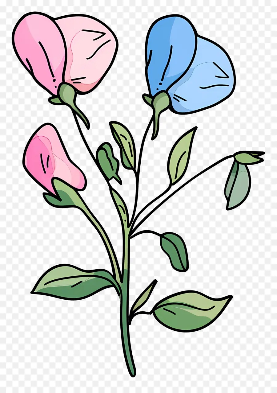Pois De Senteur，Le Rose Et Le Bleu Des Fleurs PNG