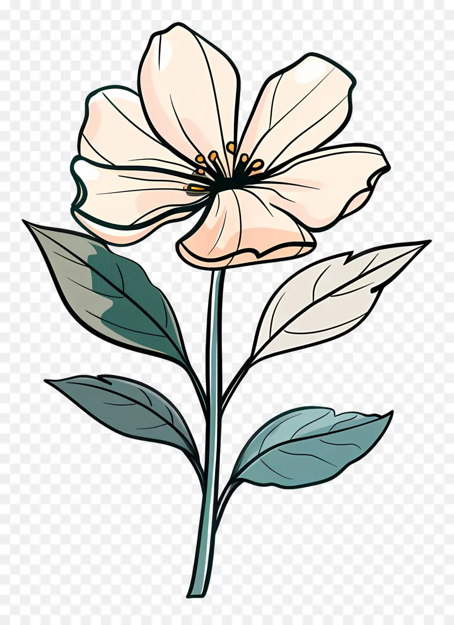 Fleur Blanche，Fleur PNG