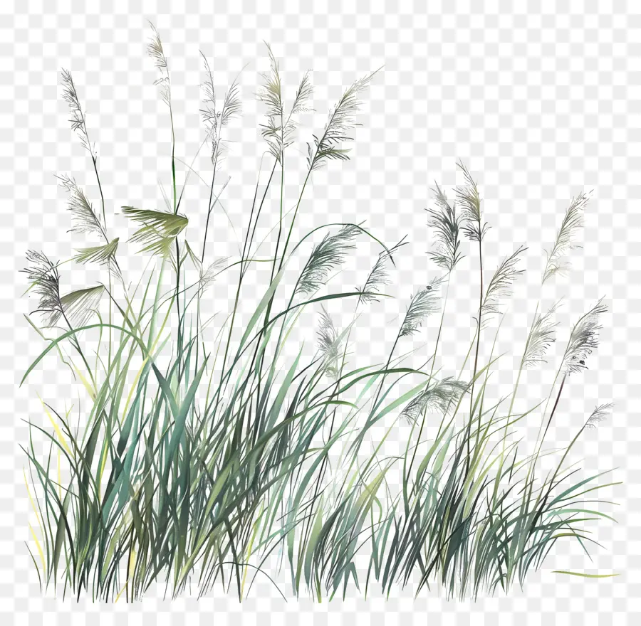 L'herbe Longue，Le Vert De L'herbe PNG