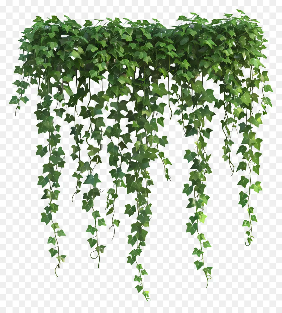 Plantes Suspendues，Ivy PNG