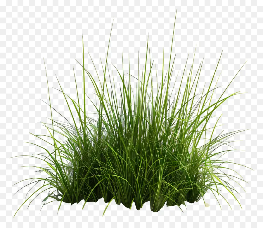 L'herbe Haute，Le Vert De L'herbe PNG