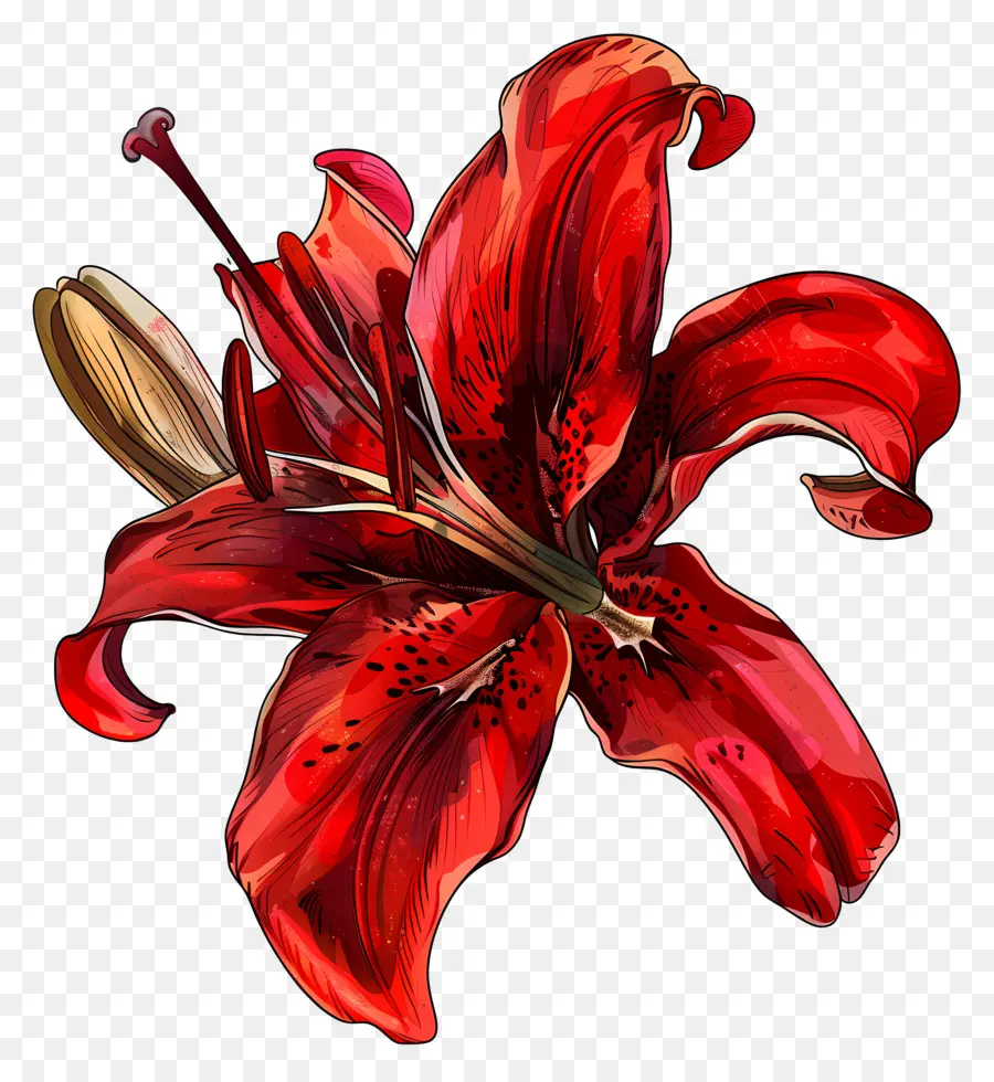 Lily Rouge，Symbolisme Des Fleurs PNG