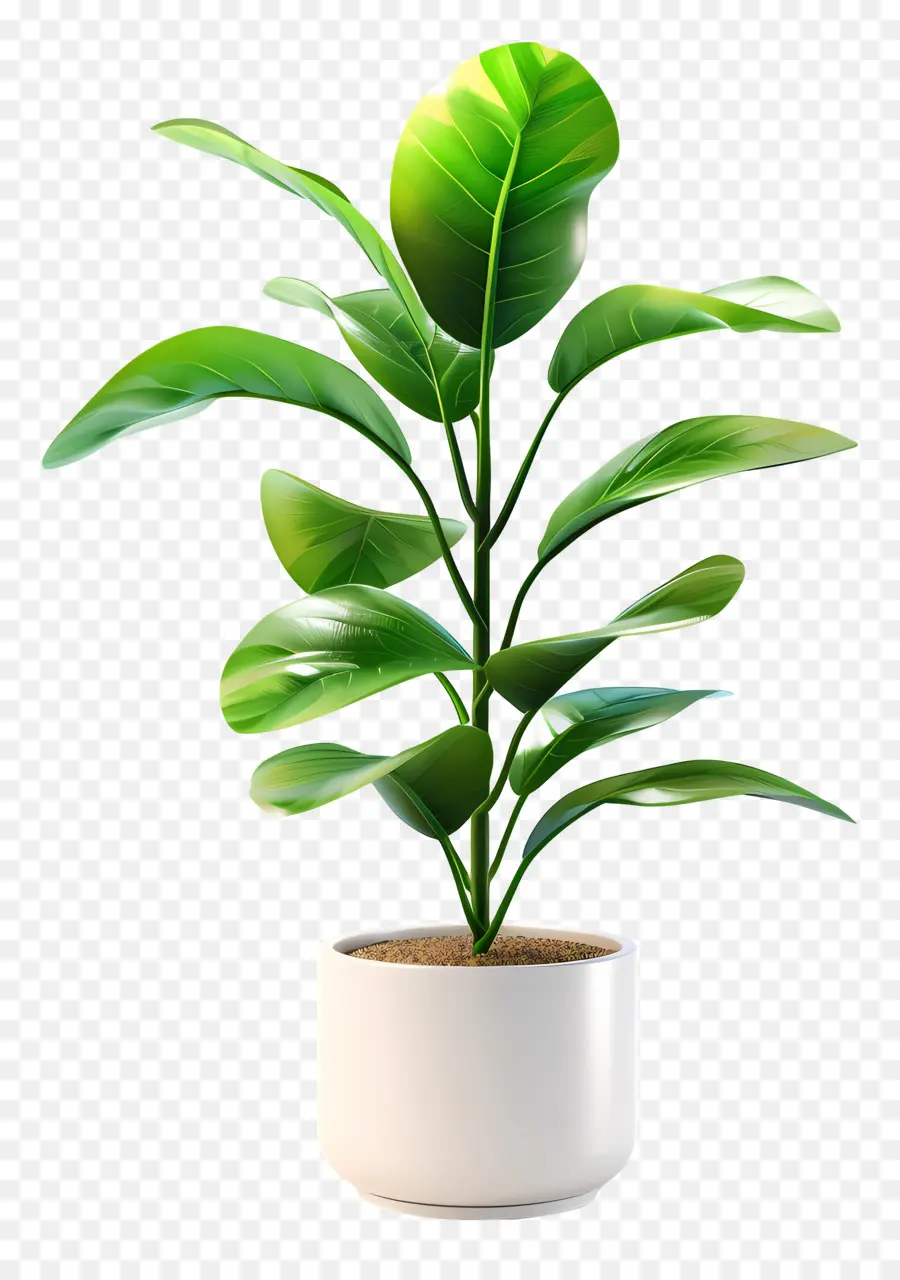 Petite Plante Intérieure，Plante D'intérieur PNG