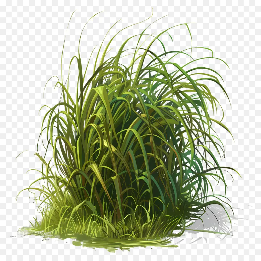 L'herbe Longue，Le Vert De L'herbe PNG