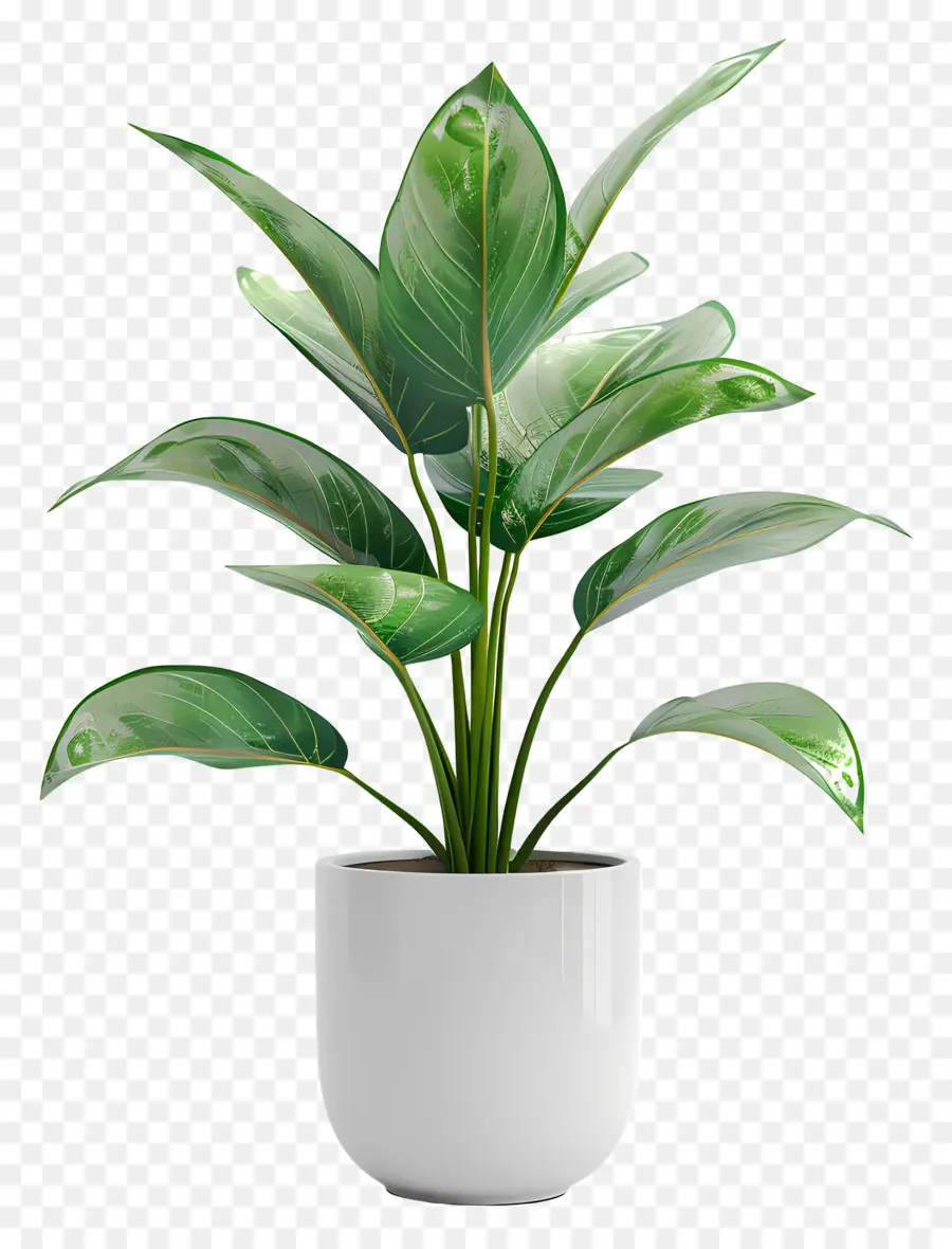 Petite Plante Intérieure，Vase Blanc PNG