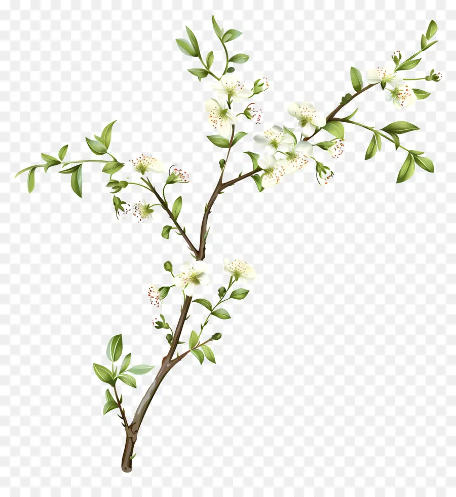 De Petites Fleurs Blanches，Fleurs Blanches PNG