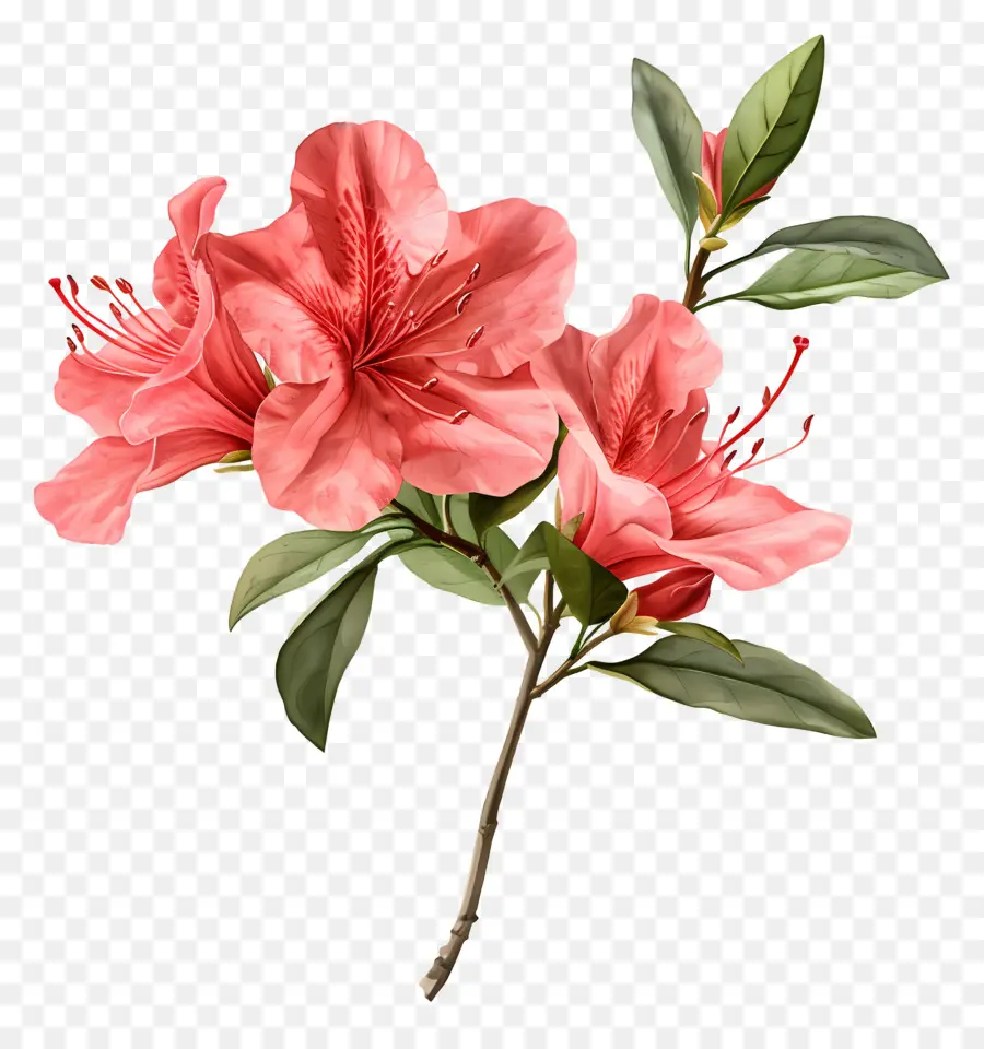 Fleur D'azalée，Fleur Rouge PNG