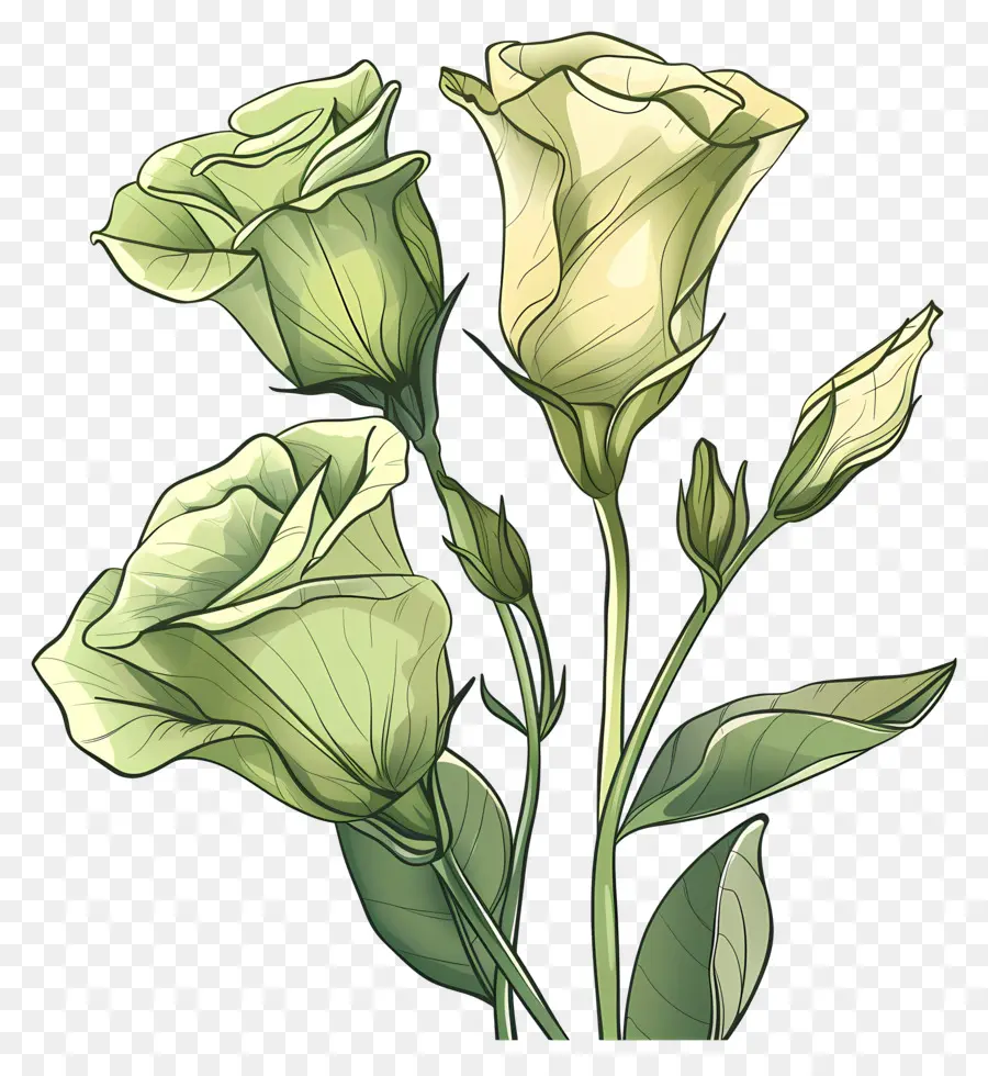Fleur De Lisianthus Vert，Roses Vertes PNG