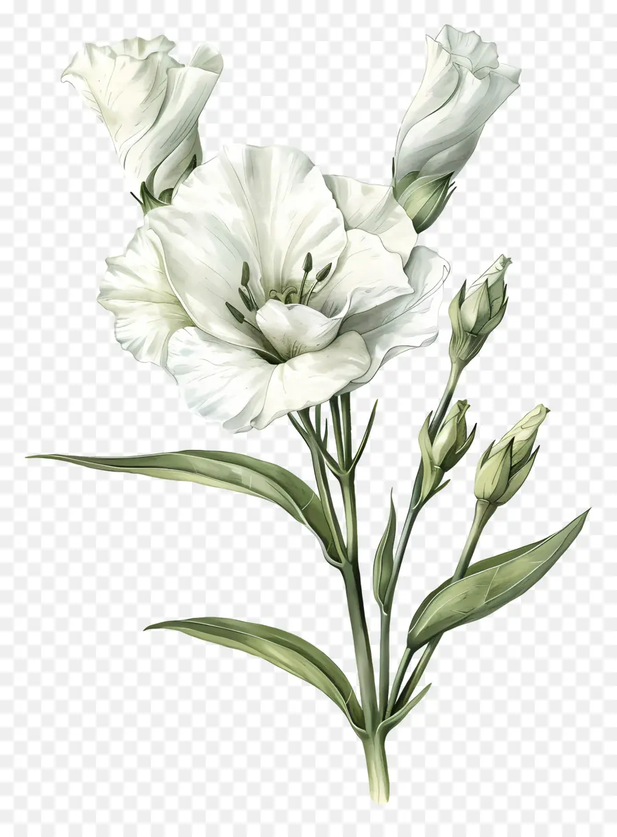 Fleur Lisianthus，Blanc Calla Lily PNG