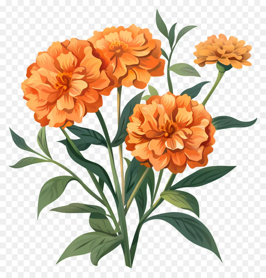 Marigold Orange，Des Fleurs D'orange PNG