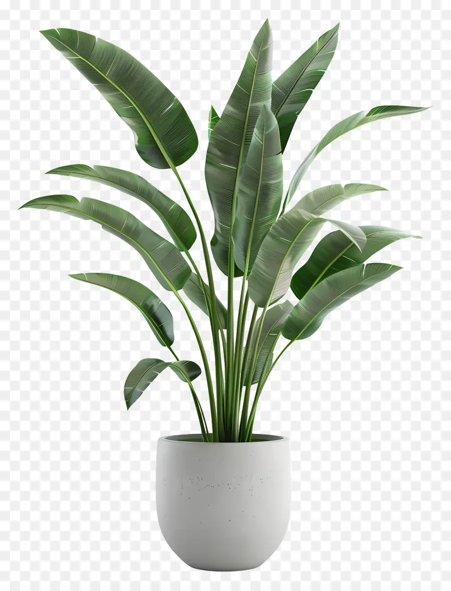 Grande Plante Intérieure，Plante En Pot Vert PNG
