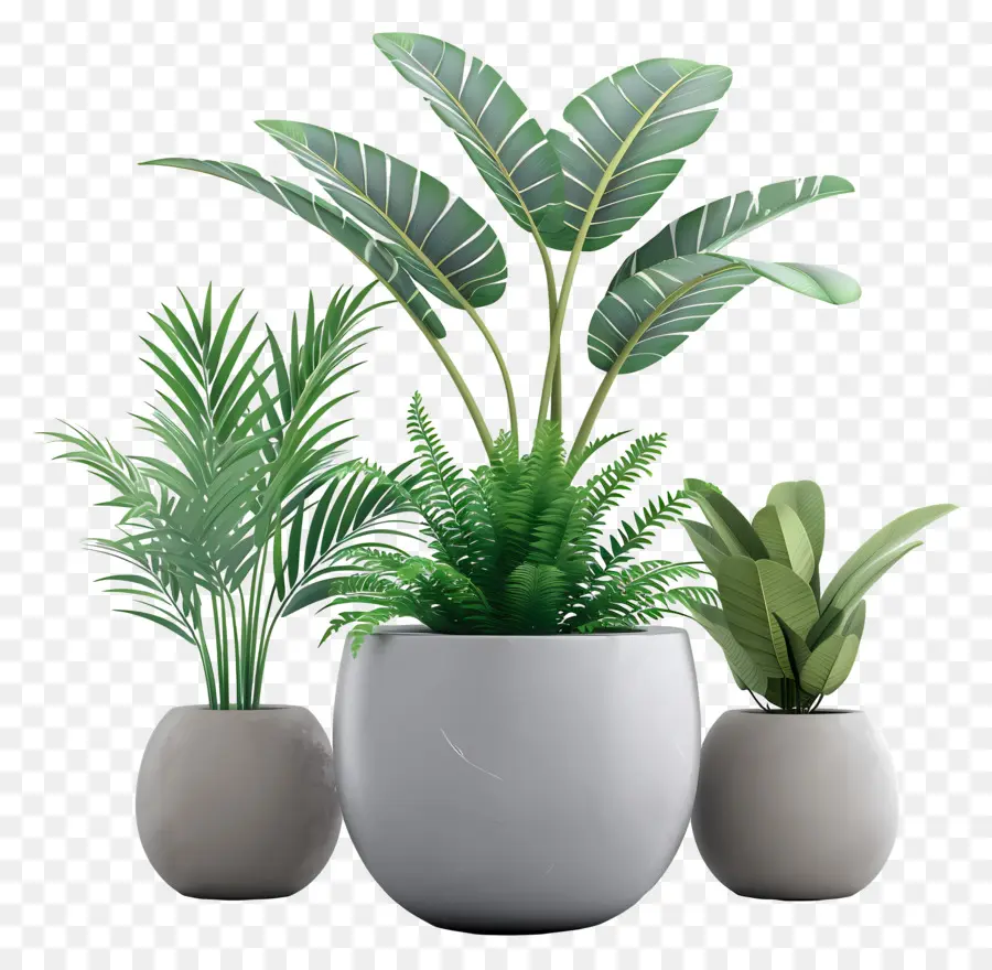 Les Plantes D'intérieur，Plantes 3d PNG