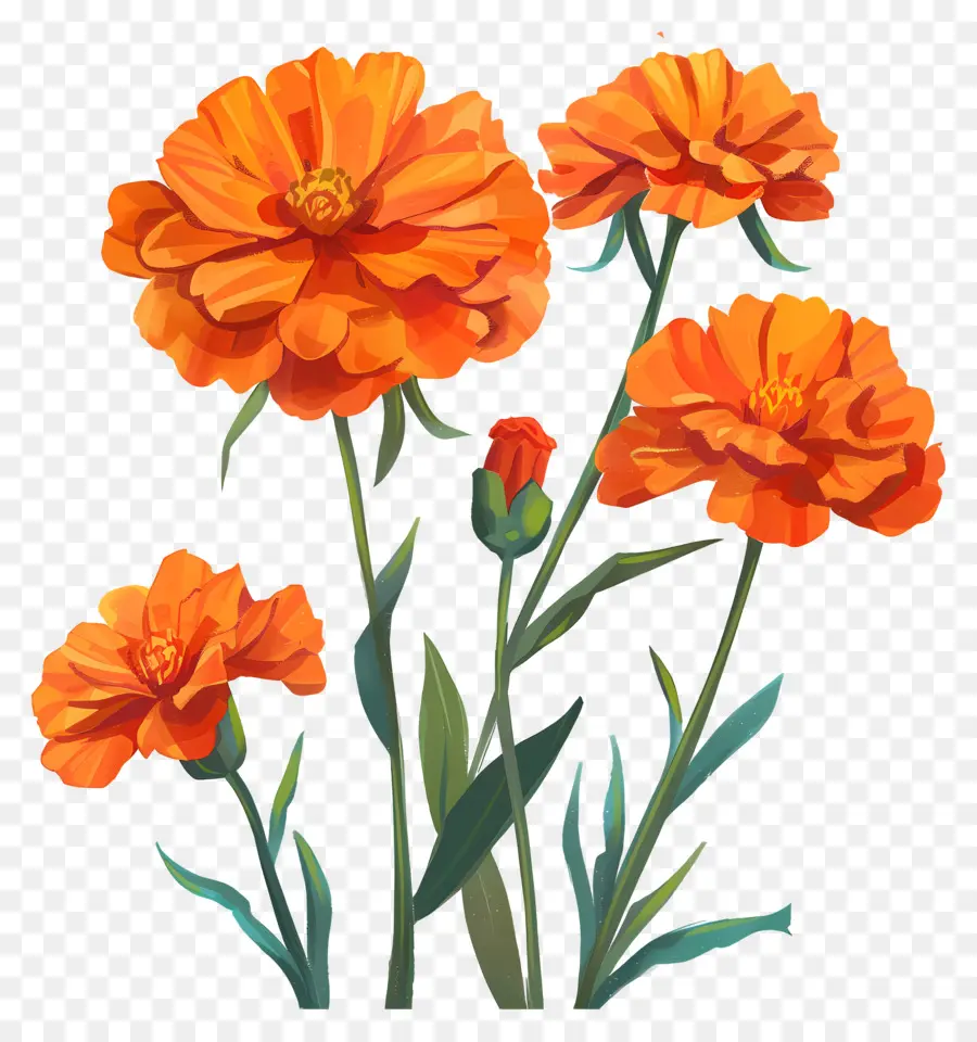 Marigold Orange，Des Fleurs D'orange PNG