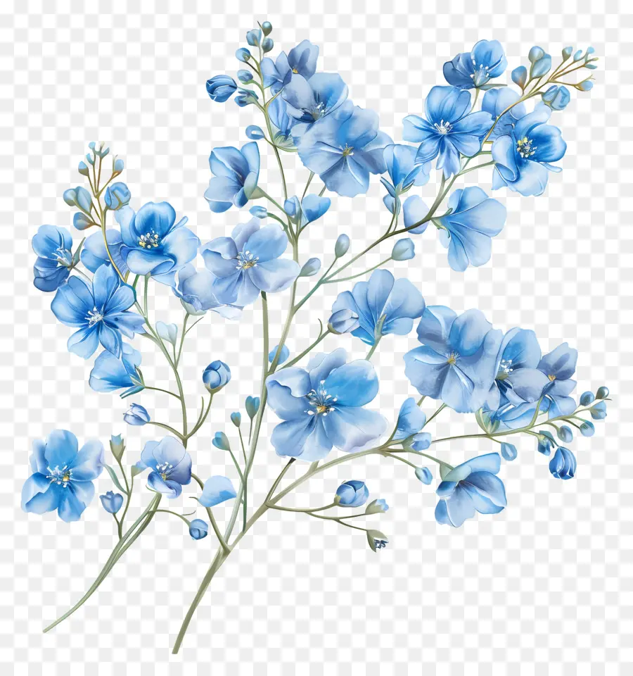Babys Breath Flower，Fleur Bleue PNG