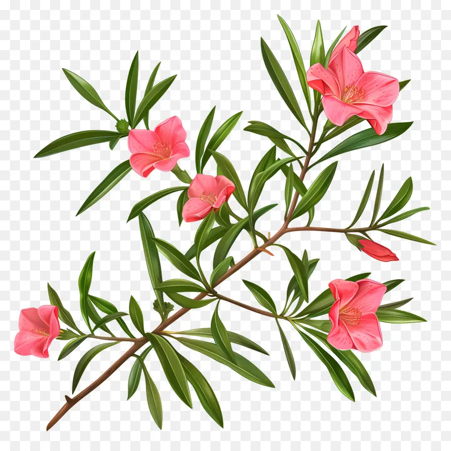 Les Lauriers Roses，La Floraison Des Arbustes PNG