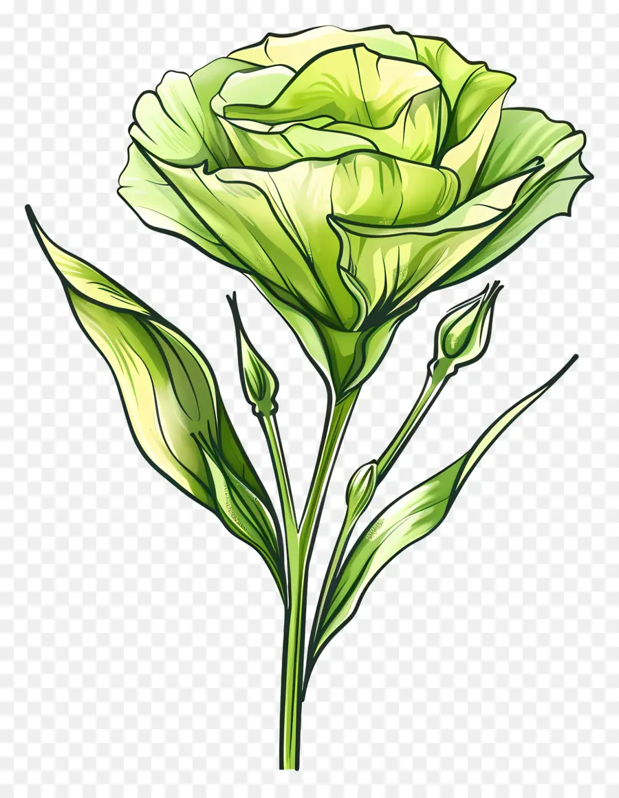 Fleur De Lisianthus Vert，Rose Verte PNG