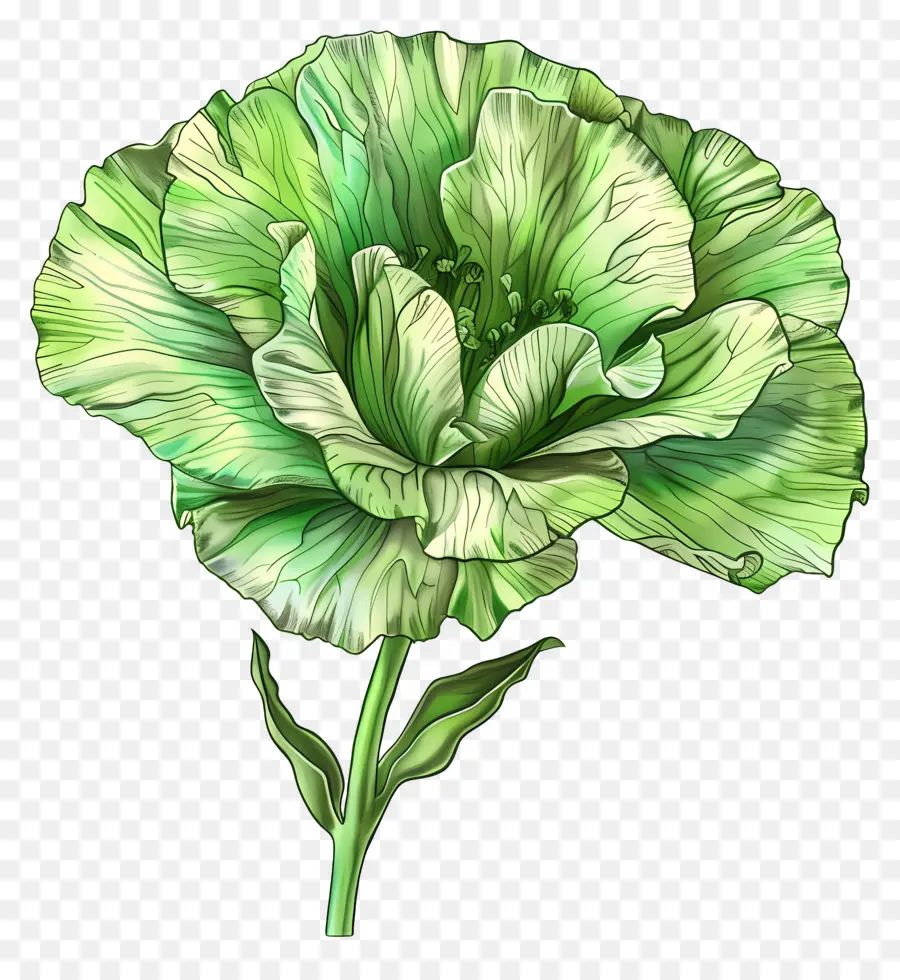 Fleur De Lisianthus Vert，La Fleur Vert PNG