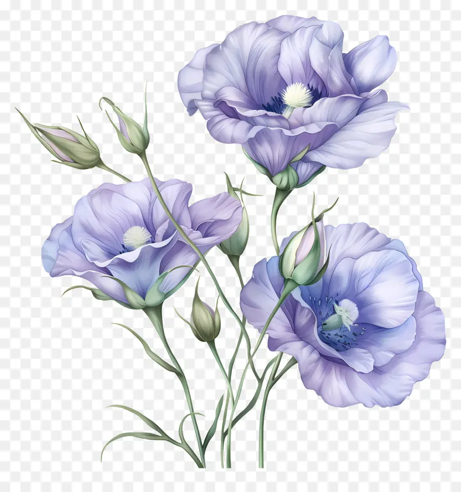 Fleurs Eustoma，Fleurs Bleues PNG
