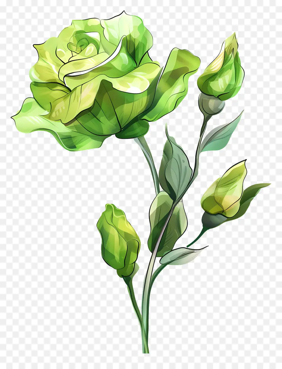 Fleur De Lisianthus Verte，Rose Blanche PNG