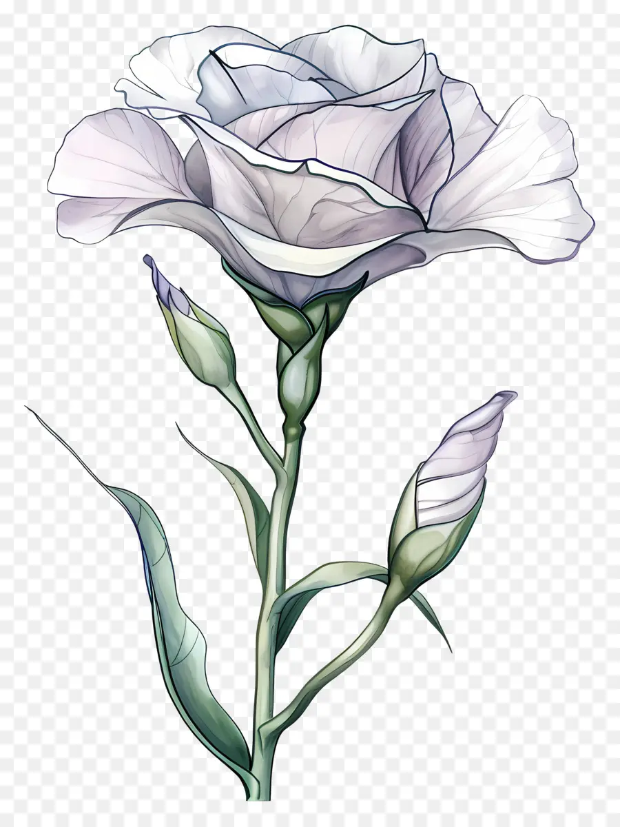 Fleur Lisianthus，Rose Blanche PNG