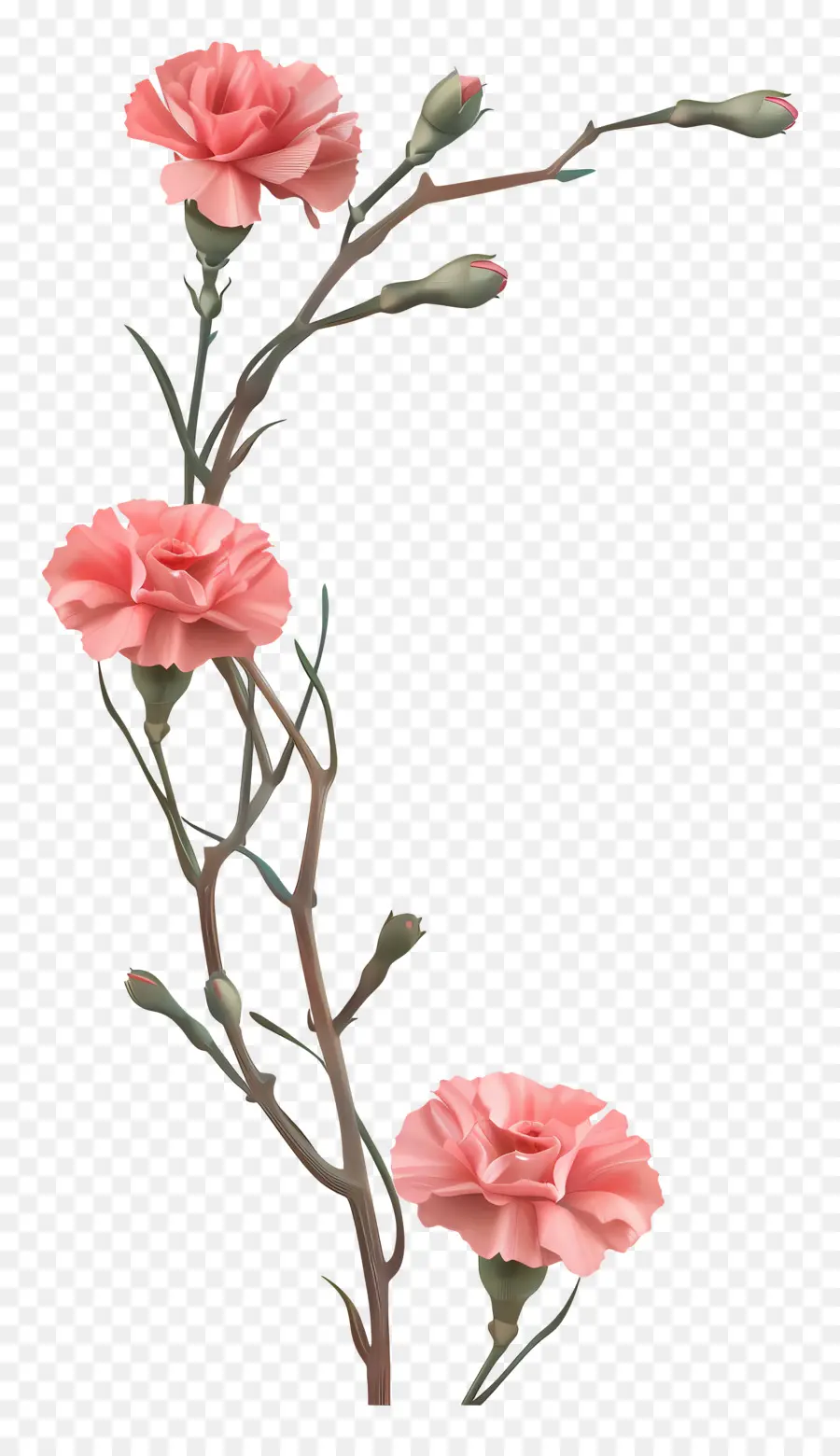 œillets，Fleurs Roses PNG
