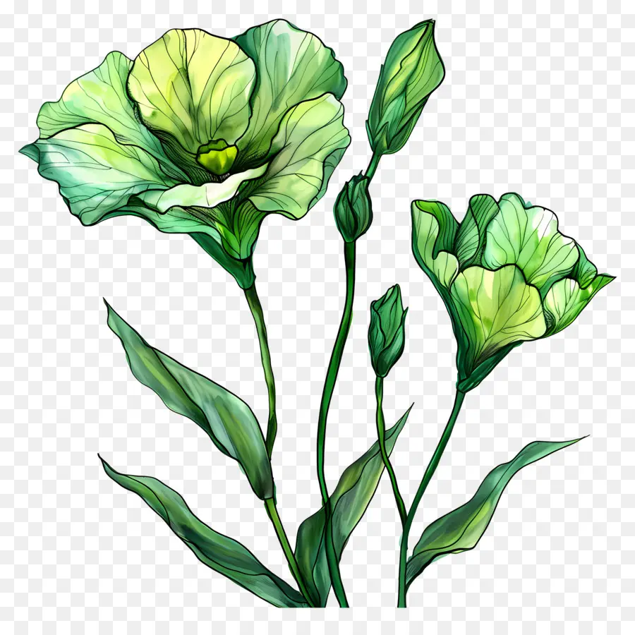 Fleur De Lisianthus Vert，Fleurs Vertes PNG