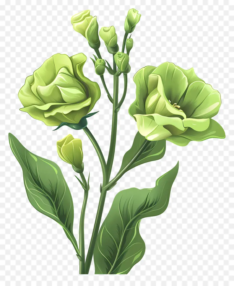 Fleur De Lisianthus Vert，Roses Vertes PNG