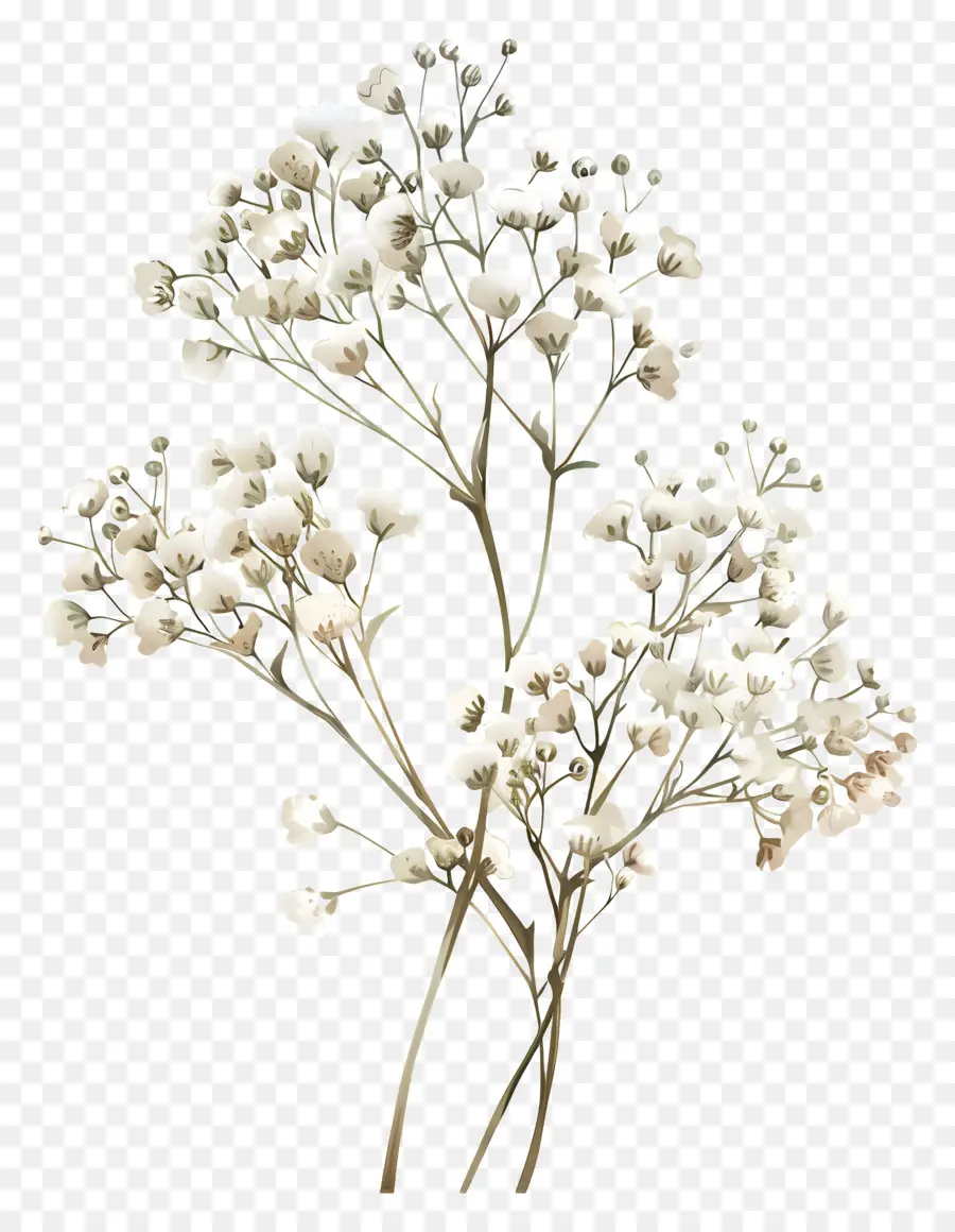 Babys Breath Flower，Fleurs Blanches PNG