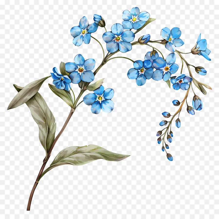 Oublie Moi Pas，Peinture De Fleurs Bleues PNG