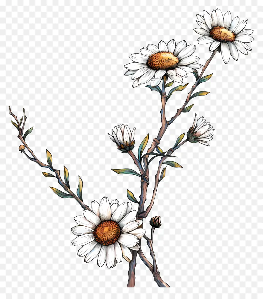 Marguerite，Marguerites Blanches PNG