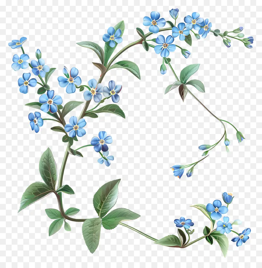 Ne M'oublie Pas，Fleurs Bleues PNG