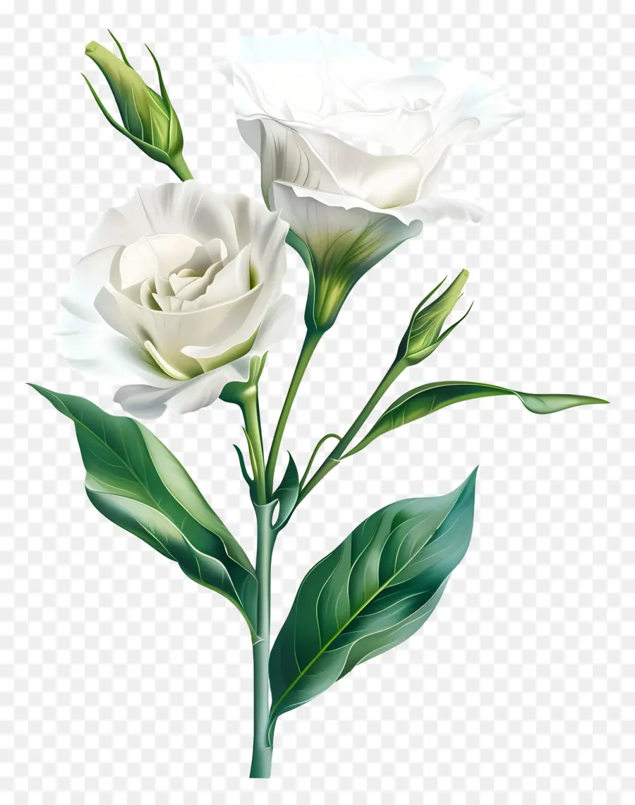 Lisianthus Blanc，Fleur Blanche PNG