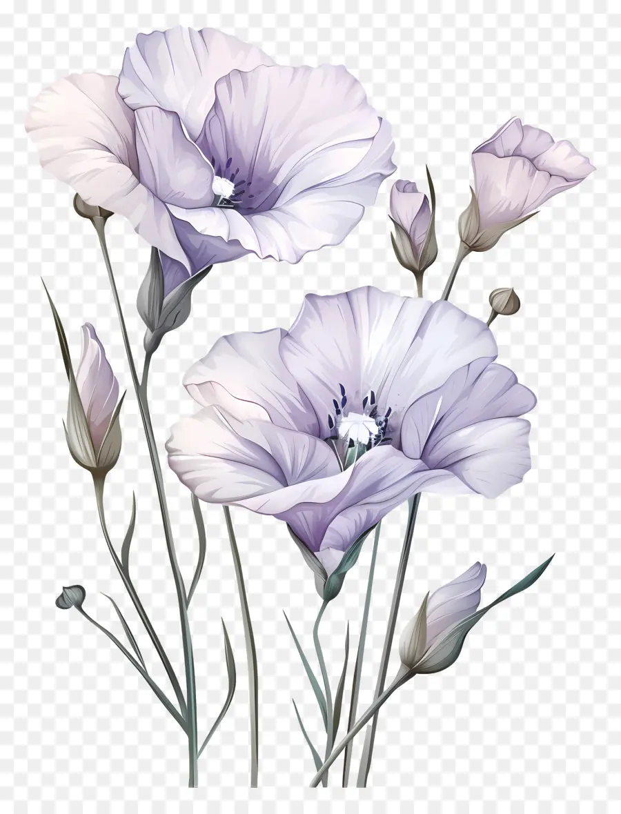 Fleurs Eustoma，Fleurs Roses PNG