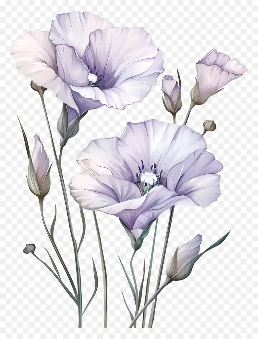 Fleurs D'eustoma，Fleurs Violettes PNG