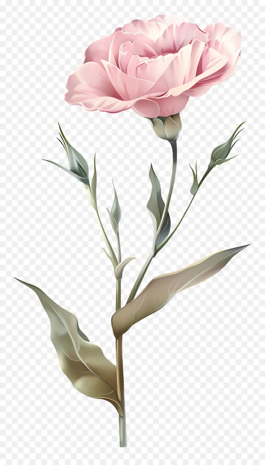 Lisianthus Rose，Oeillet Rose PNG