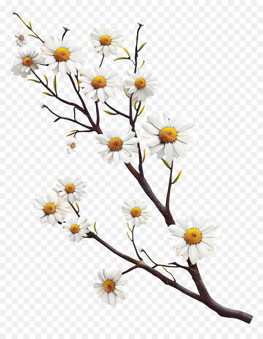 Daisy，Fleurs Blanches PNG