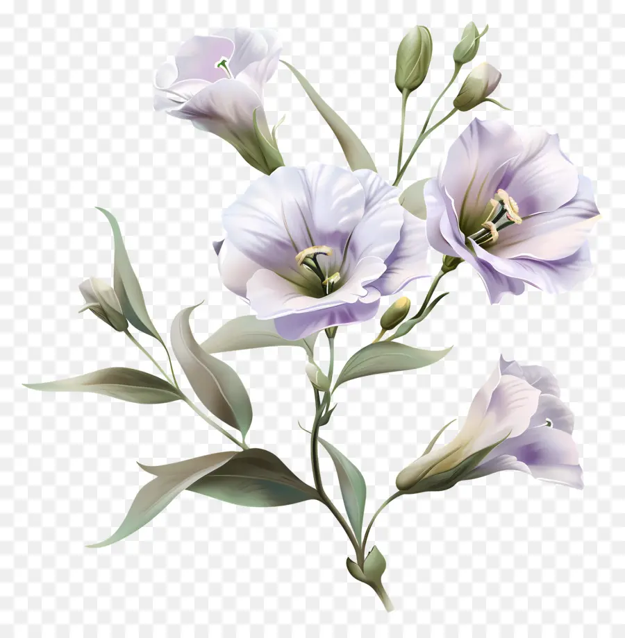 Fleur Lisianthus，Rose Des Lys PNG