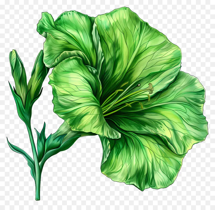 Fleur De Lisianthus Vert，Plante Verte PNG