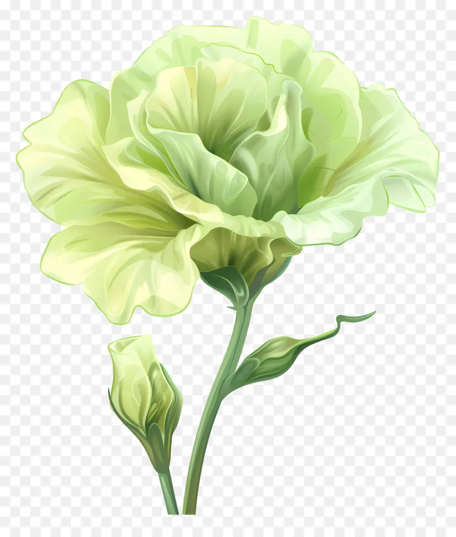 Fleur De Lisianthus Verte，Fleur PNG